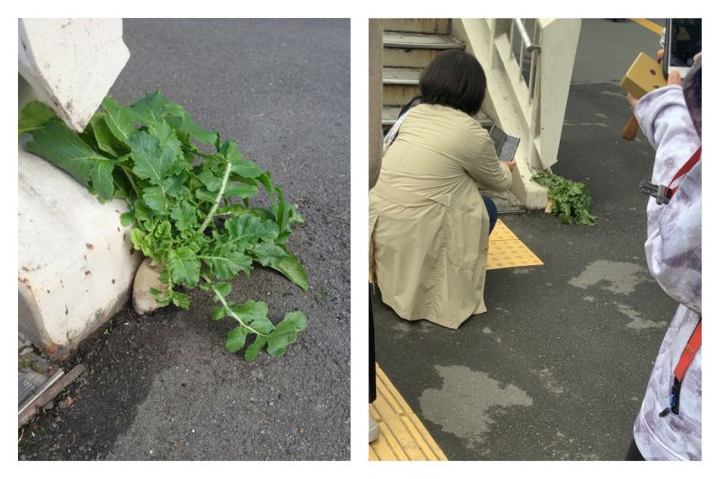 日本大阪車站天橋旁的柏油路面破土而出一株蘿蔔，爆紅成為新景點。不過「頑強蘿蔔」隨後就被不知名人士拔掉，引發熱議。 圖／翻攝自推特