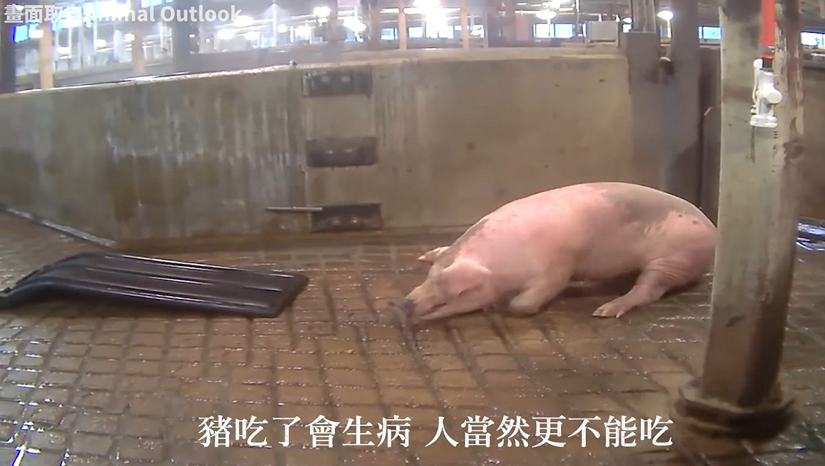 國民黨於臉書轉載影片，稱在使用含萊劑飼料的屠宰場中，豬隻有顫抖、躁動等情況。 圖：擷取自國民黨臉書