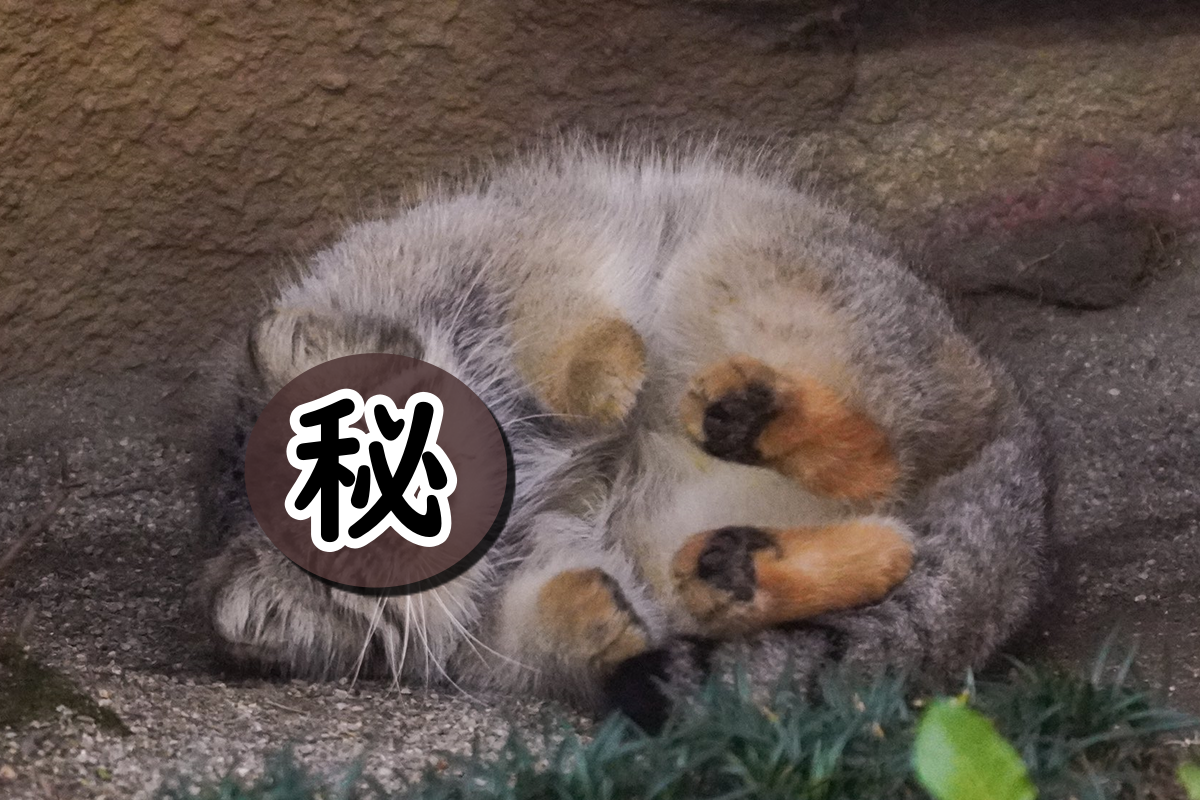 你們人類口中的胖球就是偶「兔猻」。 圖：取自Twitter@sasami06854503