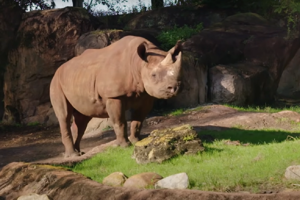 大家好啊！ 圖：取自Youtube＠National Geographic
