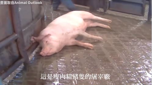 國民黨堅持不下架瘦肉精豬肉屠宰場影片，蘇貞昌認為此作為引起人民不安、社會恐慌，對藍營的政黨形象不會是好的。 圖：翻攝國民黨臉書
