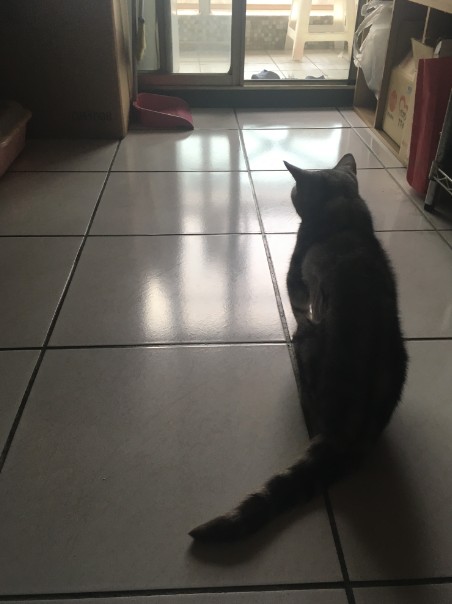 殘忍虐待動物的事件在中國層出不窮，甚至已經從個人行為變成一個「黑色產業鏈」。（示意圖） 圖：楊清緣/攝
