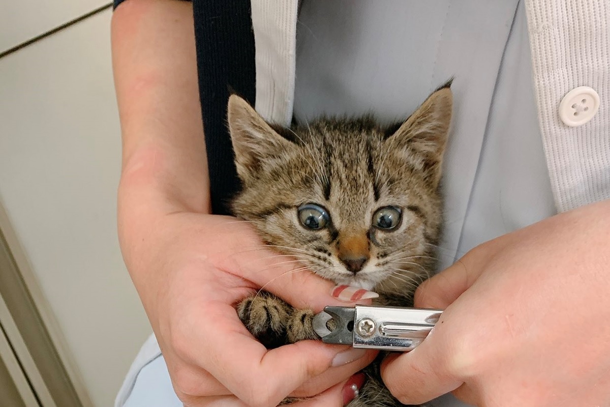 貓：等等！ 圖：取自Twitter@CatdoctorU