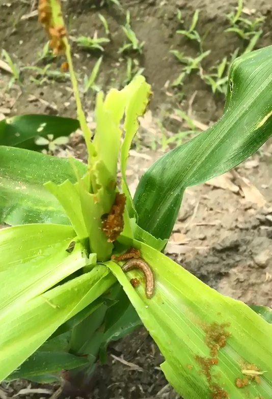 秋行軍幼蟲喜好躲在玉米心葉處取食。 圖：藥毒所/提供