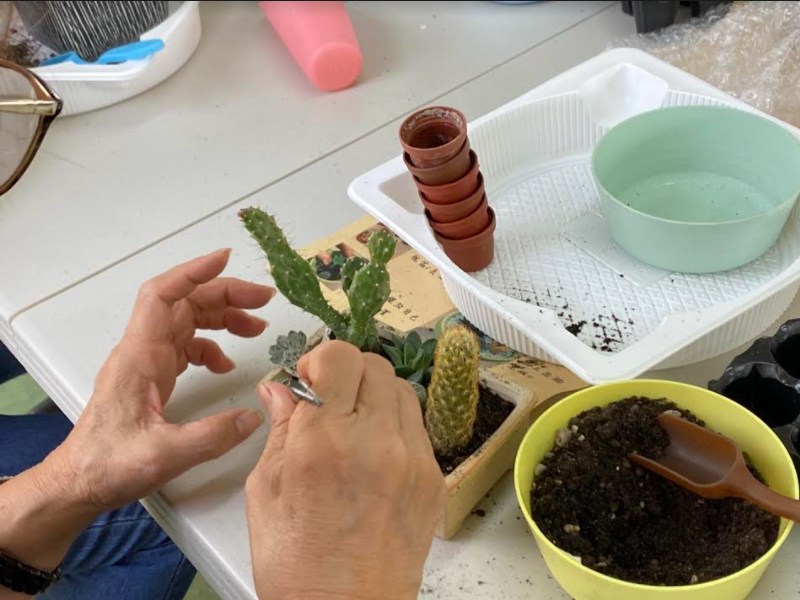 多肉組盆DIY現場可體驗。 圖：桃園市政府／提供