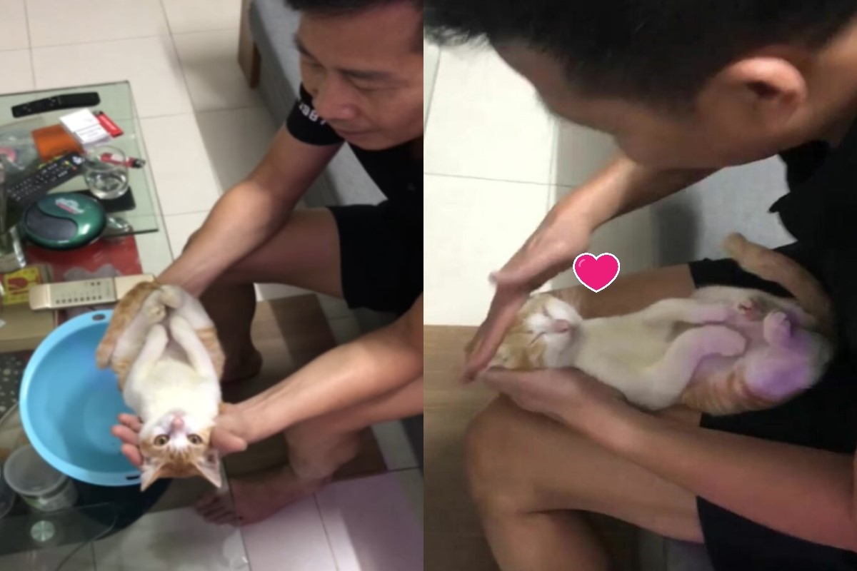 貓：本喵有沒有很稱職啊？等一下要加10個罐罐喔！ 圖：取自FB@Vinh Quang Phạm