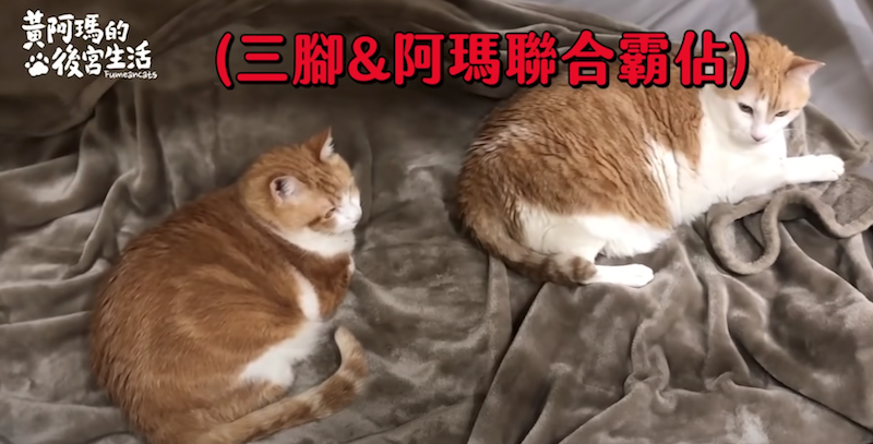 黃阿瑪霸道行徑。 圖：翻攝Youtuber／ 黃阿瑪的後宮生活／11月20日影片