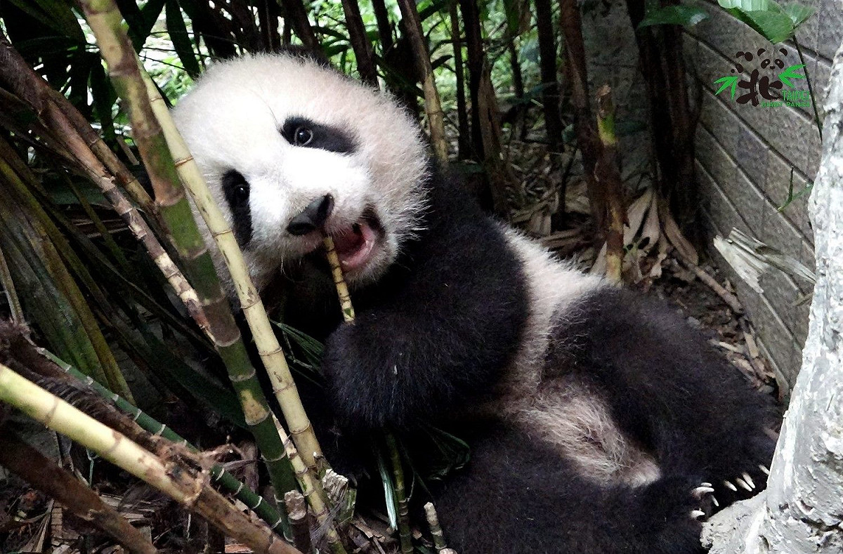 台北市立動物園貓熊寶寶「圓寶」躲在秘密基地「觀音棕竹」區玩耍。 圖：台北市立動物園 / 提供