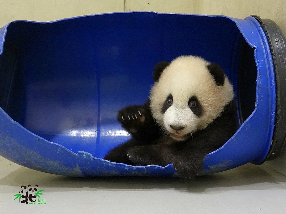 圓寶躲進藍桶君裏玩耍。 圖：台北市立動物園 / 提供