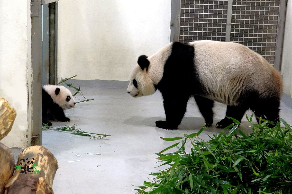 媽媽圓圓（右）和貓熊寶寶「圓寶」（左）。 圖：台北市立動物園 / 提供