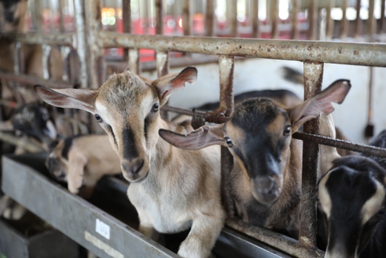 目前國內能使用的飼料添加抗生素還有9種，農委會預計4年內將再刪除3種(示意圖)。 圖：農委會／提供