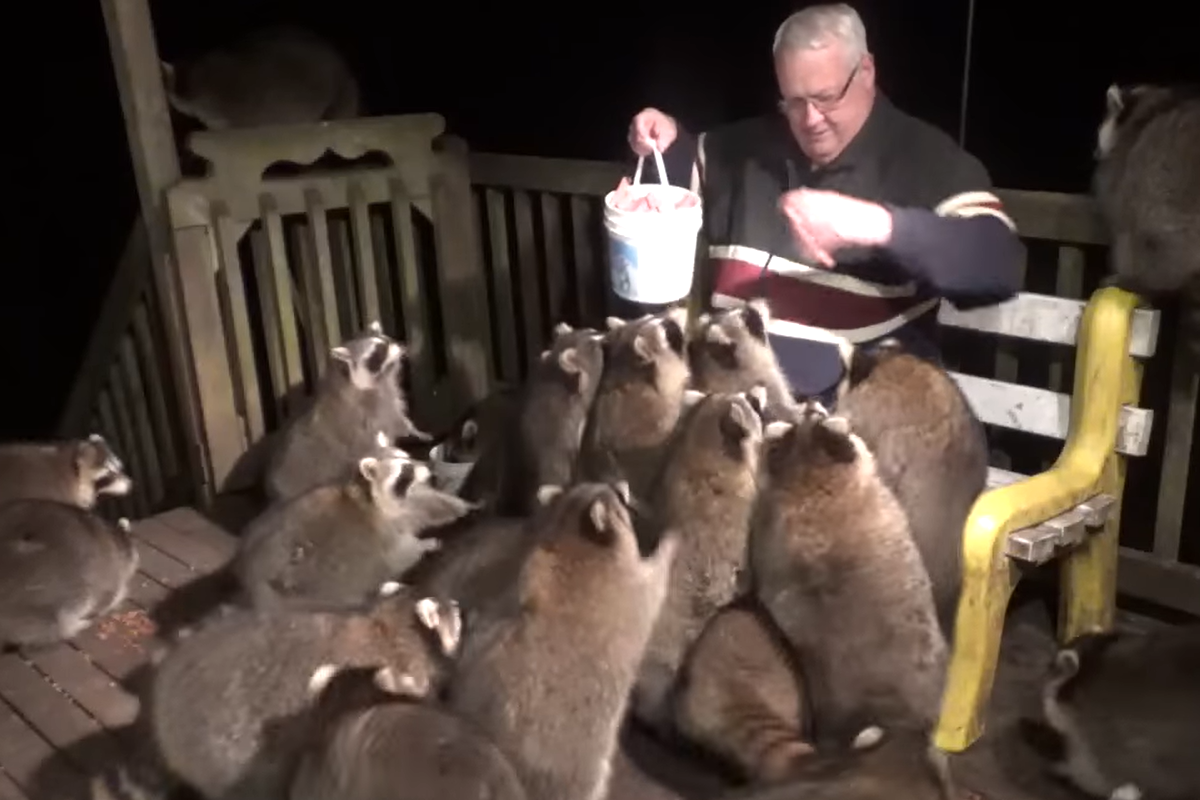食物一拿出，浣熊大軍全暴動！ 圖：取自YouTube@James Blackwood – Raccoon Whisperer