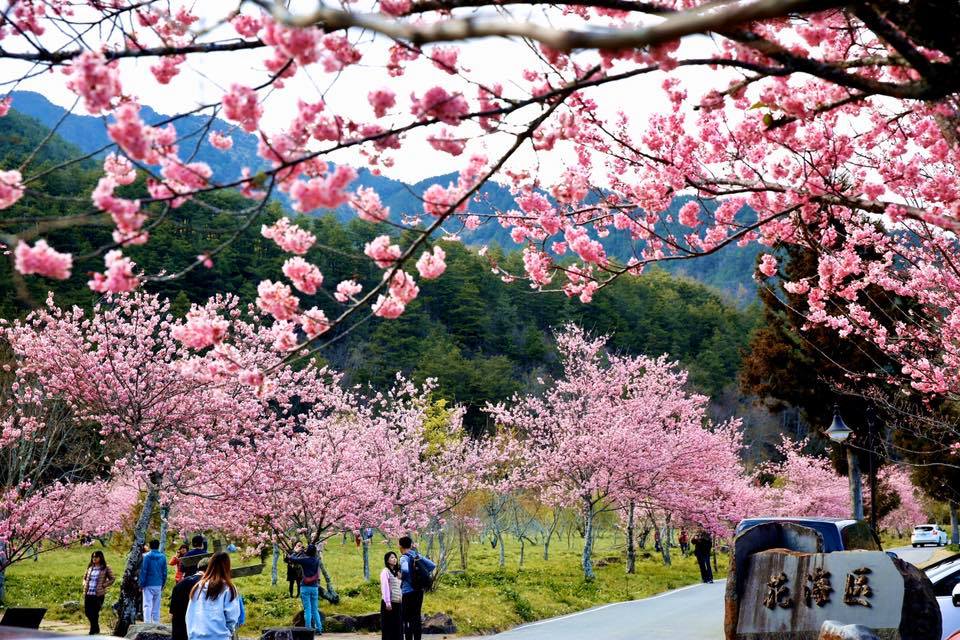 交通部將於12月推出「冬季平日團體旅遊補助專案」。 圖：取自粉專武陵農場 Wuling Farm