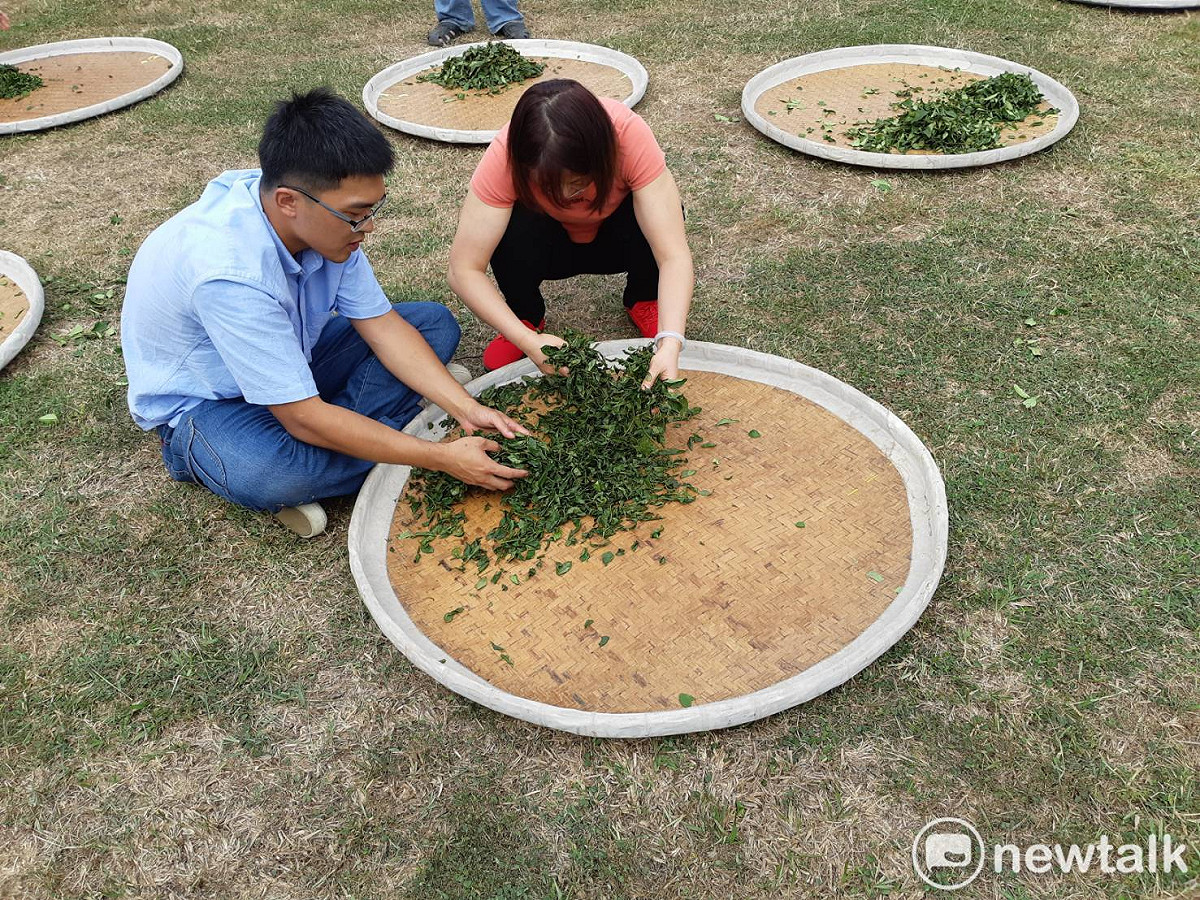 「國產特色茶」展售活動中，民眾體驗製茶過程中的揉茶。 圖：蔡坤龍/攝