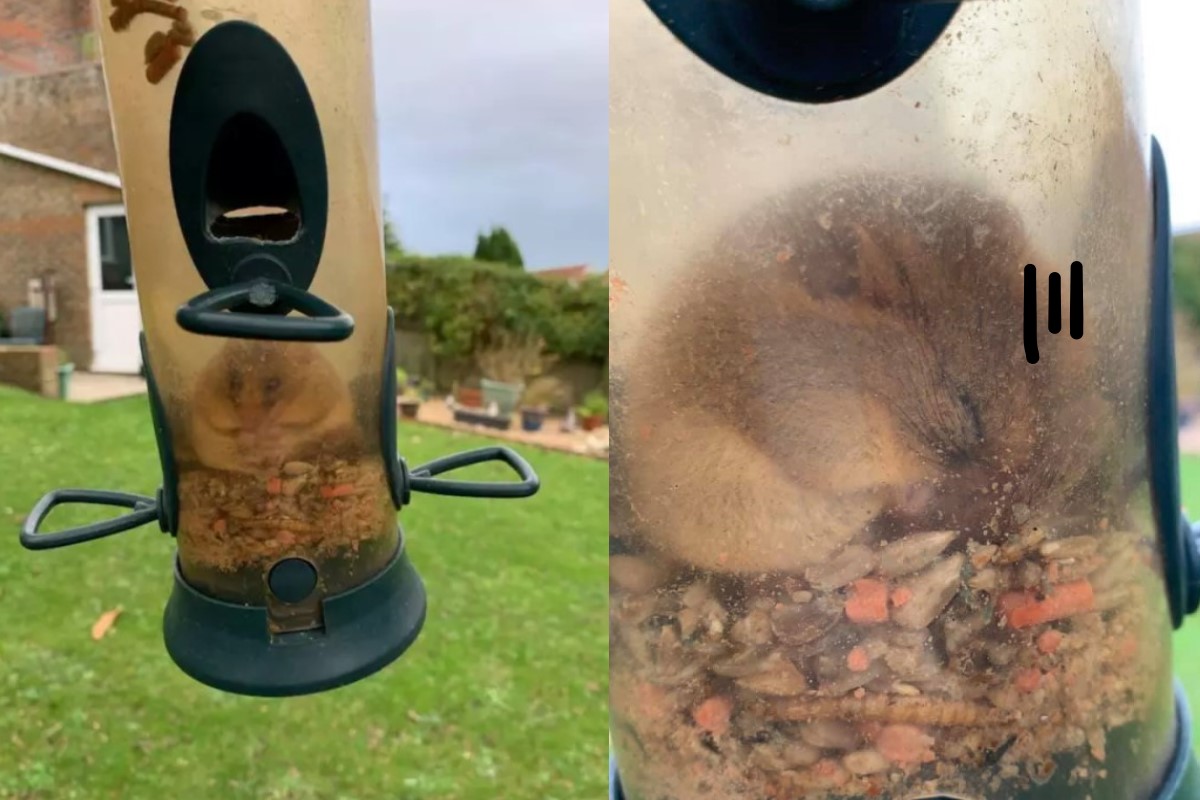 一隻貪吃的睡鼠不小心把自己卡在餵鳥器裡 圖／FB@Devon Dormouse Rescue