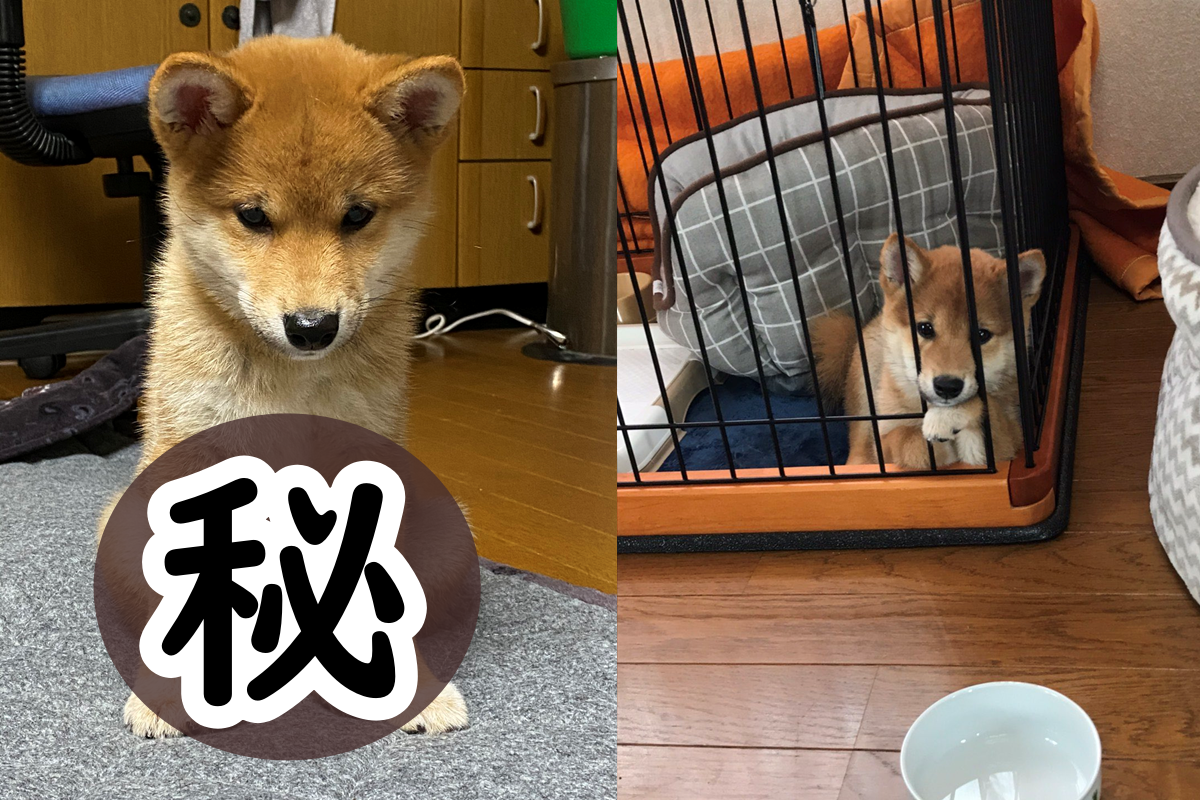 日本一隻柴柴因搗蛋被唸，牠竟乖乖端坐著！ 圖／Twitter@Ronbon_k