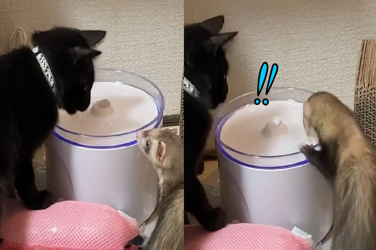 小黑貓和想＋１的雪貂。 圖：取自Instagram＠k.s2.h.o_o