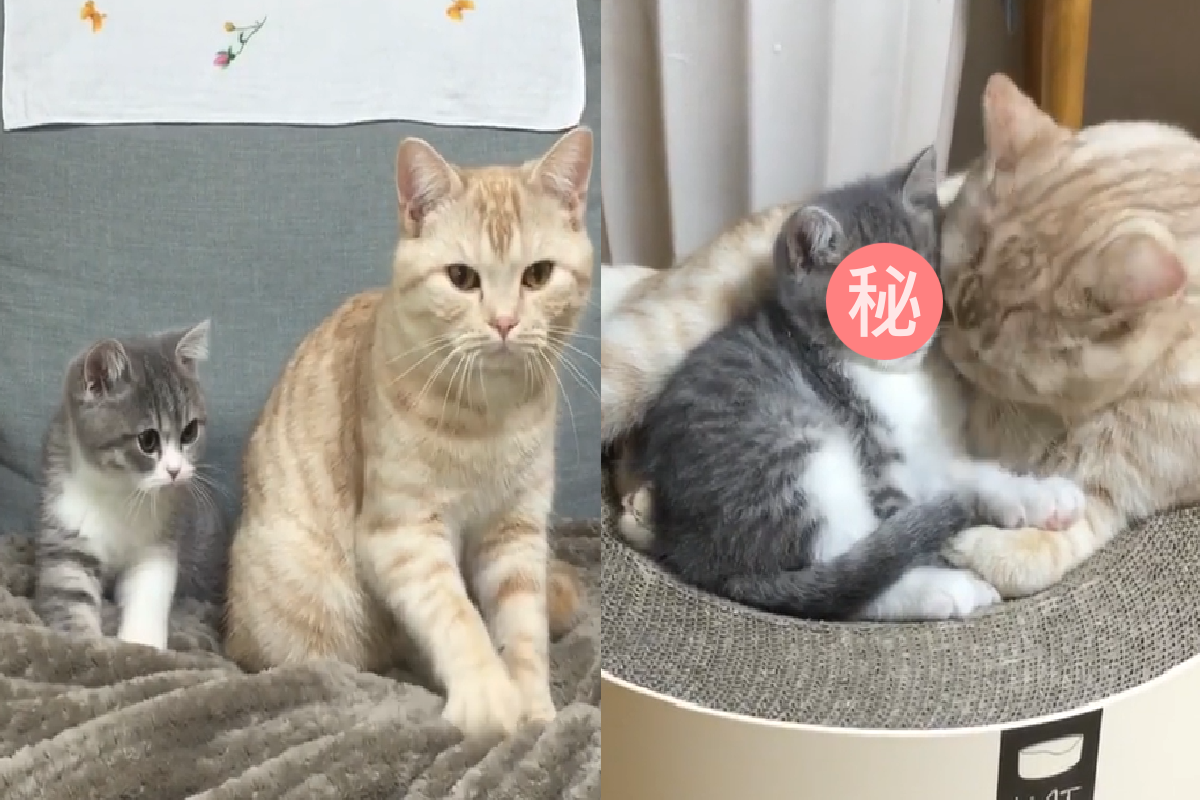 左邊是小寶寶Tongki，右邊則是哥哥豆腐！（正在一起踏踏） 圖：取自Instagram＠dooboo_cat