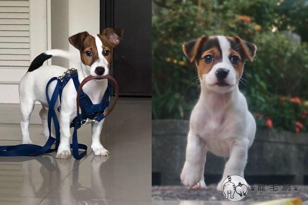 哈囉我是拿鐵～ 圖：取自Instagram＠latte_jrt