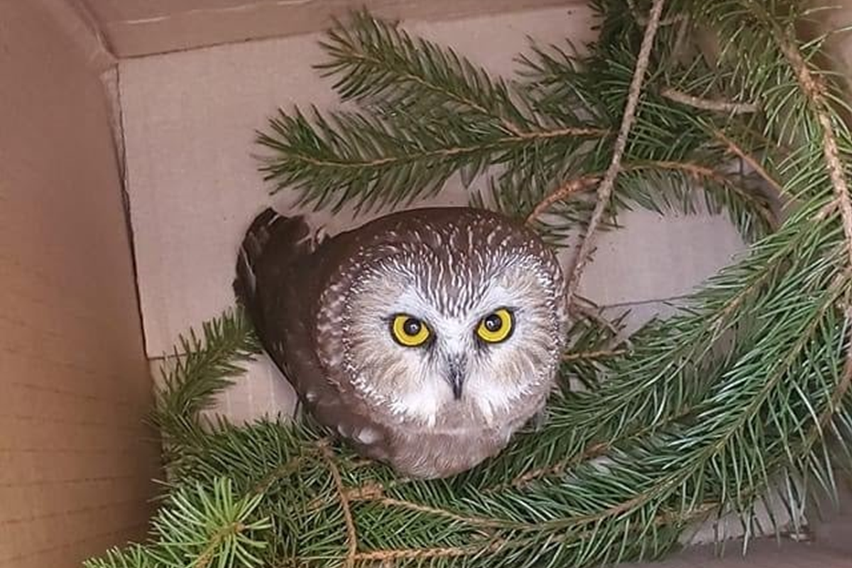 一隻磨鋸貓頭鷹跟著聖誕樹，從森林來到紐約城市。 圖／FB@Ravensbeard Wildlife Center