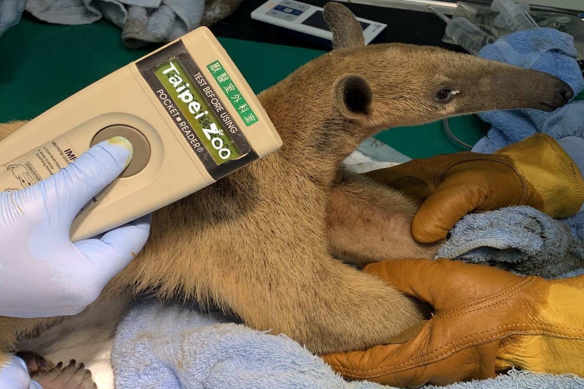 從台北市立動物園逃脫的小食蟻獸媽媽「小紅」終於回家了！ 圖／翻攝自Taipei Zoo 臺北市立動物園官網
