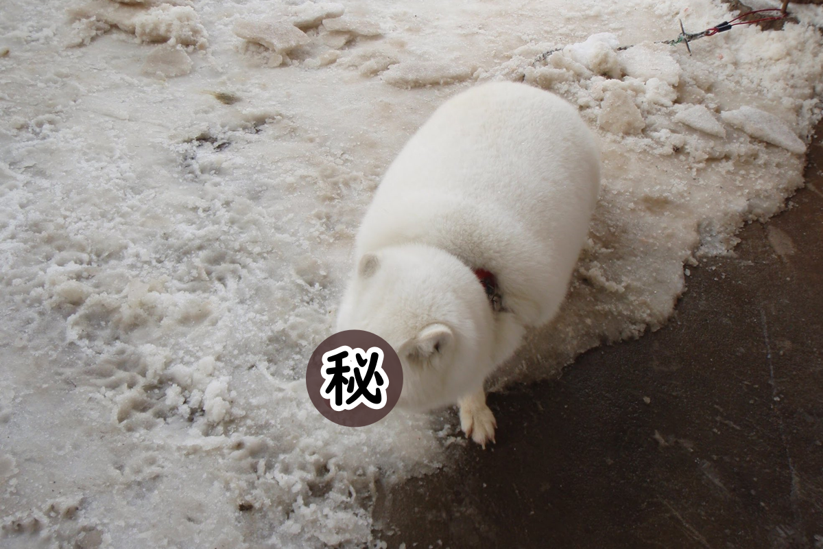 大膽！我是北極狐！ 圖：取自Twitter@johndog_saiga