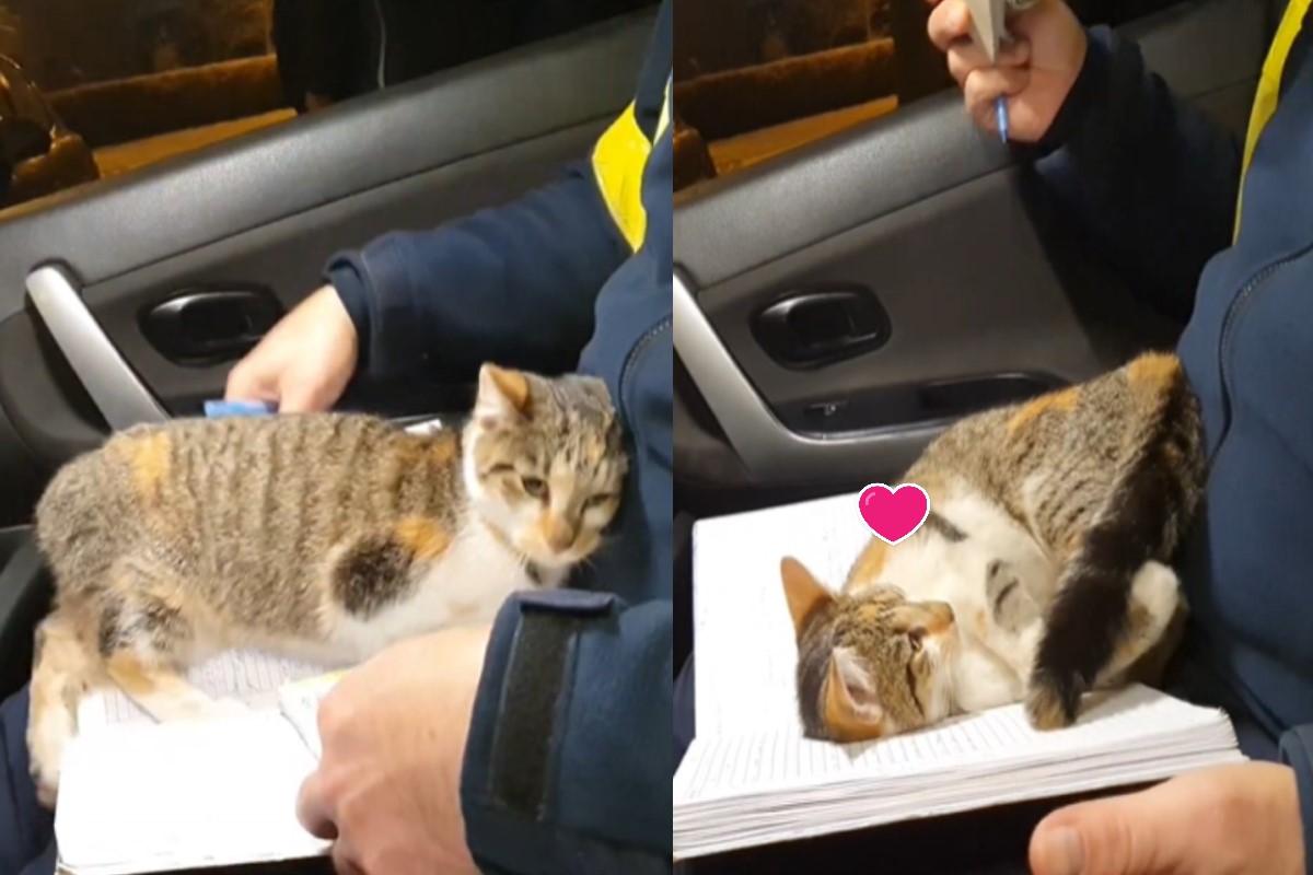 貓：那個……偶迷路了，可以帶偶回家嗎？ 圖：取自FB@Policja Śląska
