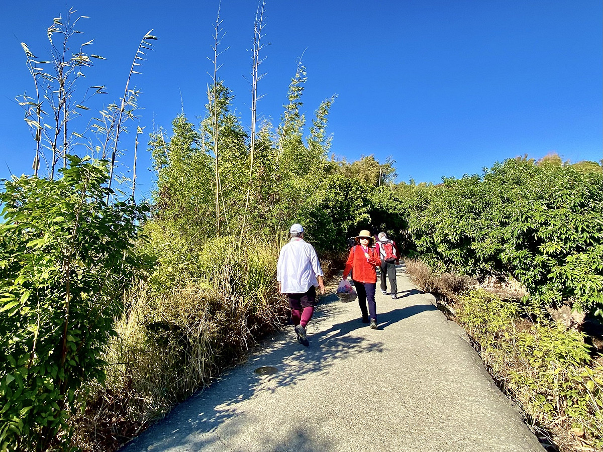 大坑九號步道平坦好走 圖：台中市觀旅局／提供