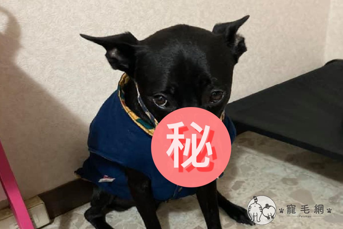 回家驚見呆萌黑汪「解鎖」杯套新用途！ 圖／Facebook＠陳豆皮Dopey授權提供