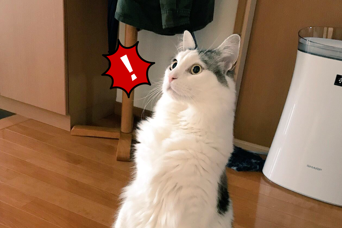 當家裡出現陌生人，日本一隻萌貓突然驚得站起來！ 圖／Twitter@pen_yw