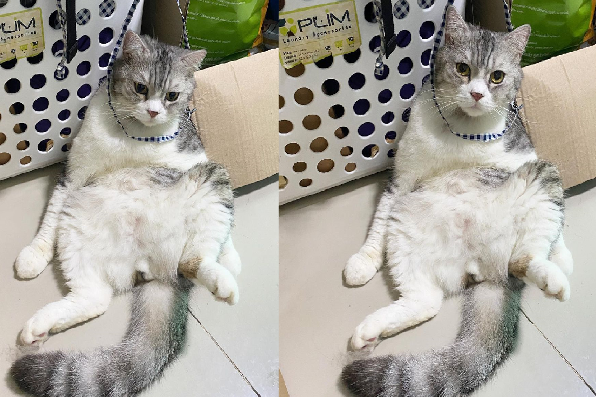 貓貓「繩子套頭」大叔樣癱坐在地。 圖／Instagram＠forphone.cats