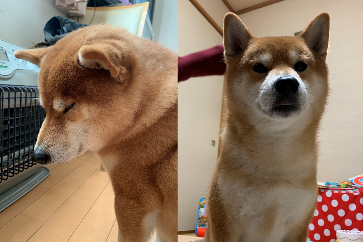 到了開暖爐的季節，柴柴一屁股黏在暖爐前不走！ 圖／Twitter@kotaro_chang