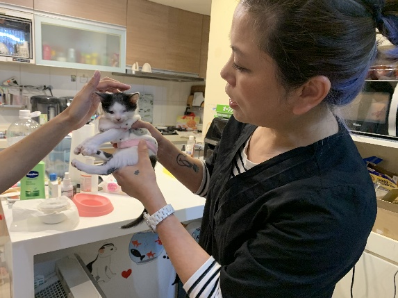 Maggie 近期撿回眼睛受傷的小奶貓。  圖：新北市動保處提供