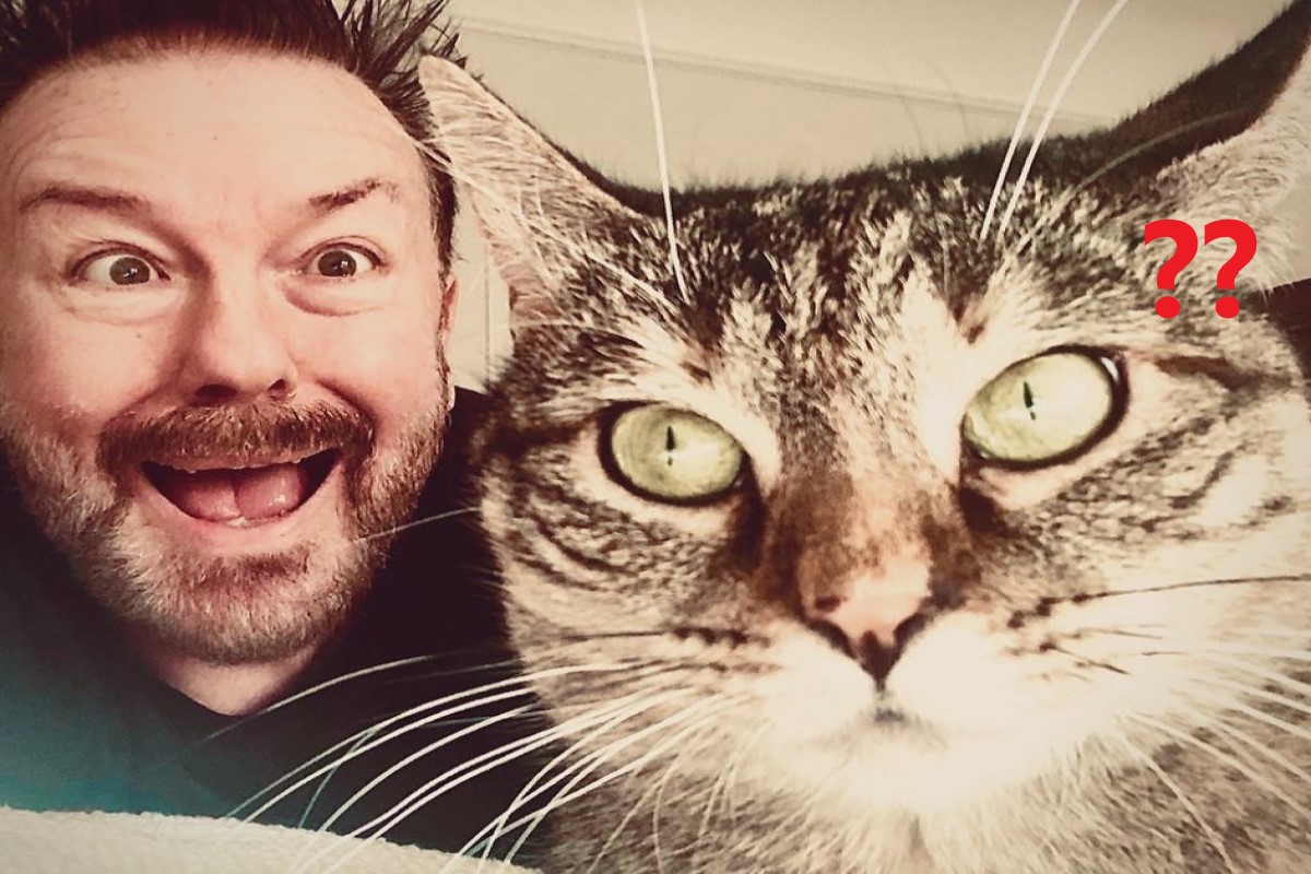 英國男演員瑞奇賈維斯Ricky Gervais日前領養了一隻虎斑貓 圖／IG@rickygervais