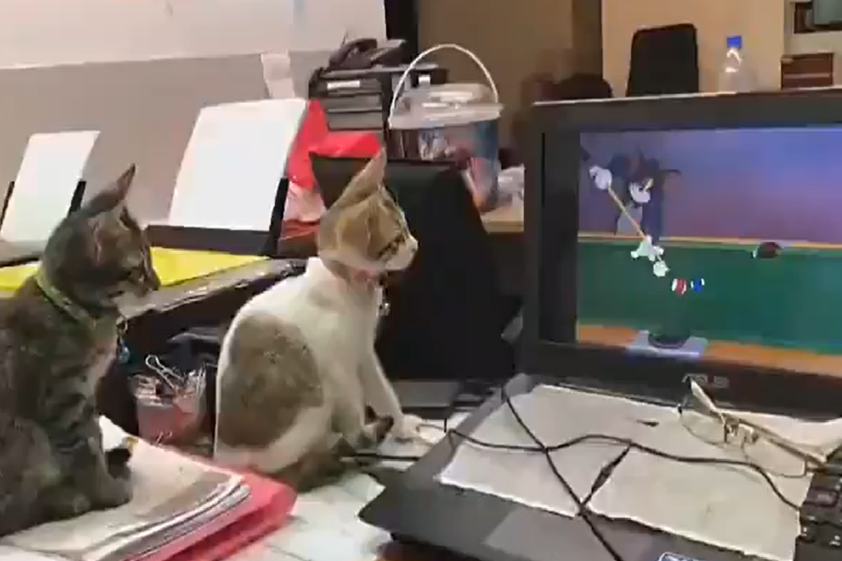 兩隻幼貓「嚴守電腦」，專心一致地看卡通！ 圖／Twitter@AnimalsWorId