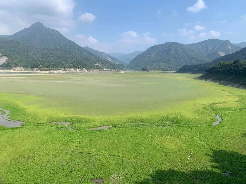 曾文水庫見底長出大片草原，網友戲稱有如「天然高爾夫球場」。 圖：攝影師呂竑毅／提供