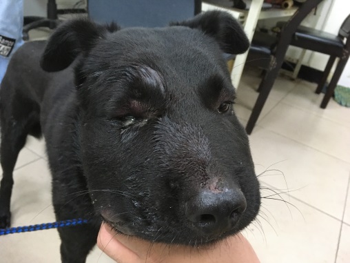 八里動物之家獸醫師檢視傷口腫如豬頭的外觀。  圖：新北市動保處提供