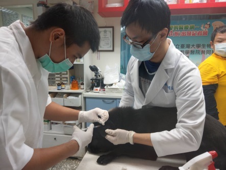 小黑遭蛇吻不到3小時動保處獸醫師即開始進行血清注射及其他藥物治療。  圖：新北市動保處提供