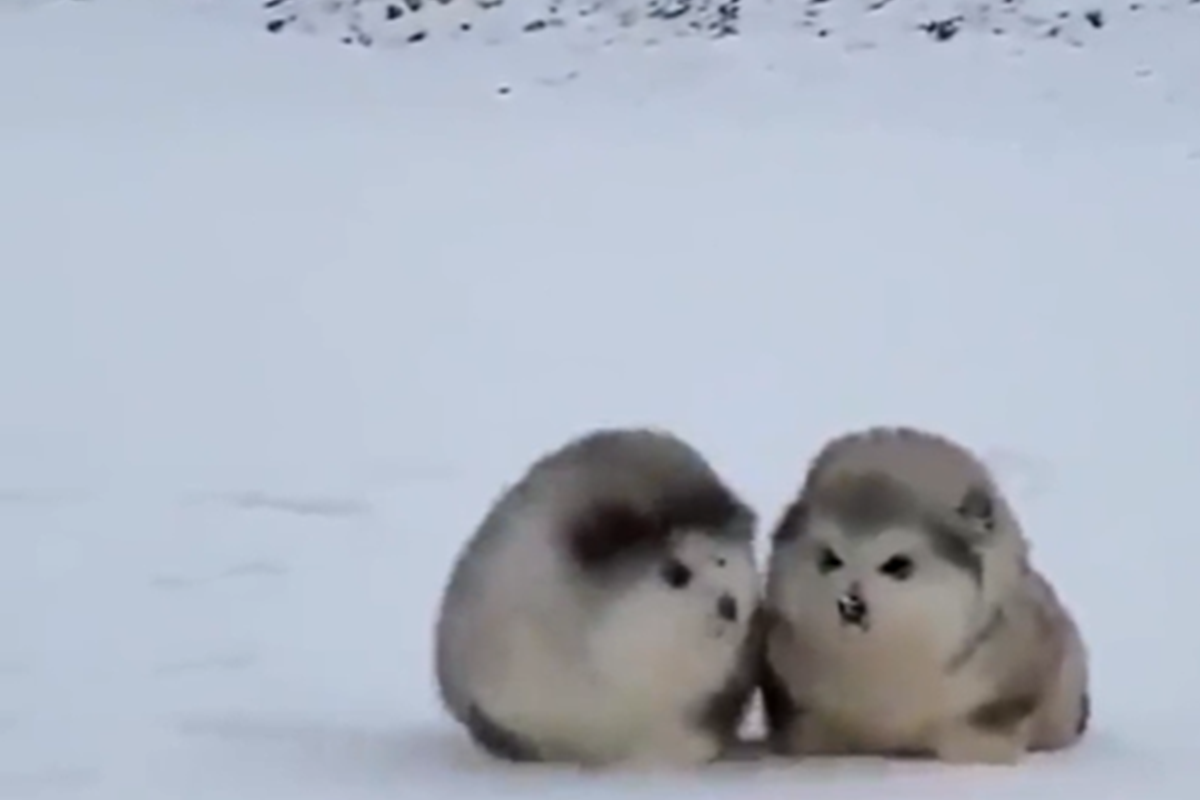 reddit網友前陣子分享雪橇犬寶寶的超萌影片，融化不少人心！ 圖／reddit@memezzer