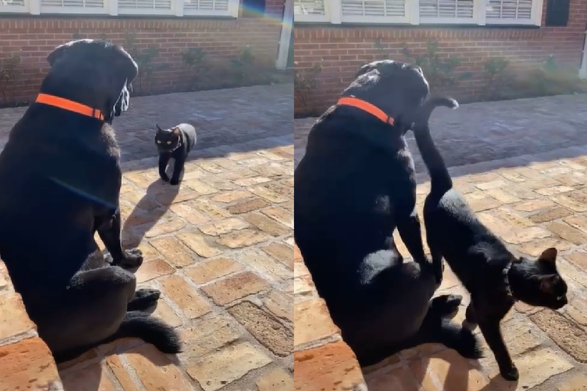 黑色動物相遇，「幫派式」打招呼超帥氣！ 圖／TiKTok＠gusfromcraigslist