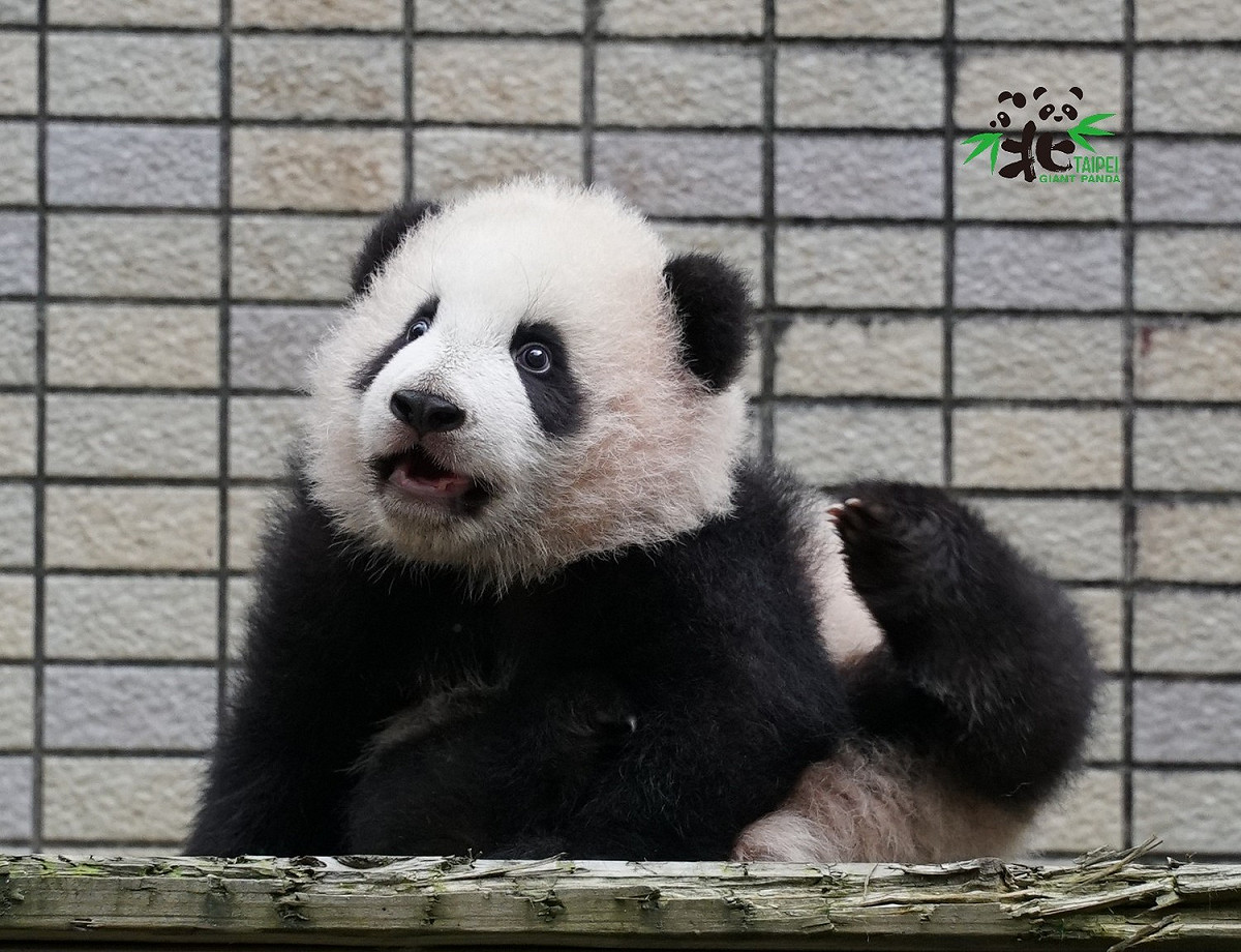 大貓熊「圓寶」預計明年元旦正式亮相。 圖：臺北市立動物園／提供