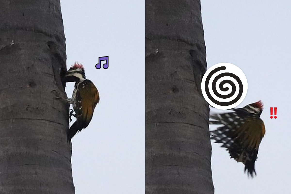 啄木鳥：這個樹洞看起來不錯，來敲敲看好惹！ 圖：Ravi Raj／提供