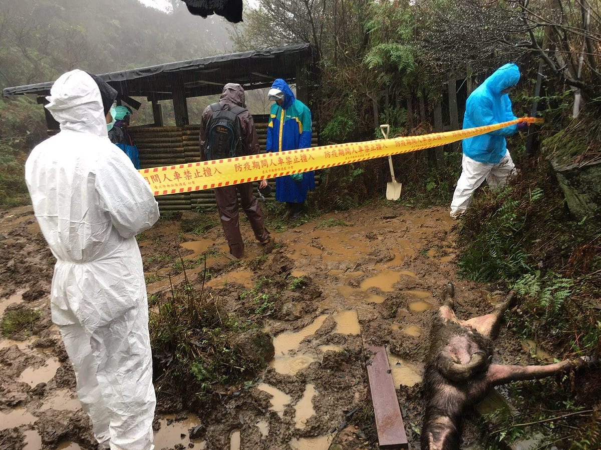 陽明山國家公園爆發野放水牛不明暴斃事件，今年已累積24隻死亡。 圖：翻攝自台北市動物保護處