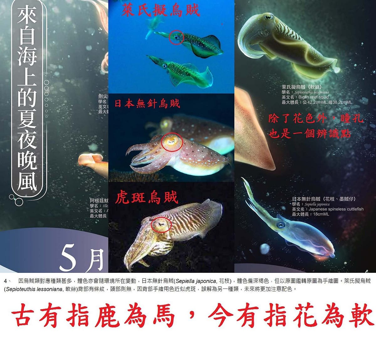 社團法人臺灣永續鱻漁發展協會今在臉書粉專po出多張照片，指出漁業署今年月曆內容多有錯誤。 圖：取自社團法人臺灣永續鱻漁發展協會粉專