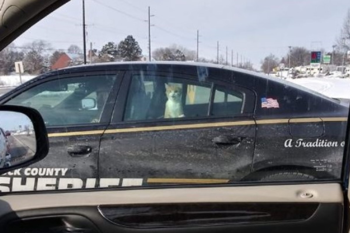 一隻橘白貓因為入侵民宅而被警察「逮捕」。 圖／FB＠Humane Society of Southern Wisconsin