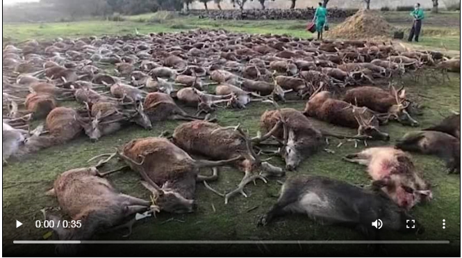最近西班牙獵人到葡萄牙狩獵，還囂張的陳列了540頭被獵捕動物屍體，引起了葡萄牙政府以及環保人士的憤怒。 圖 : 翻攝自推特