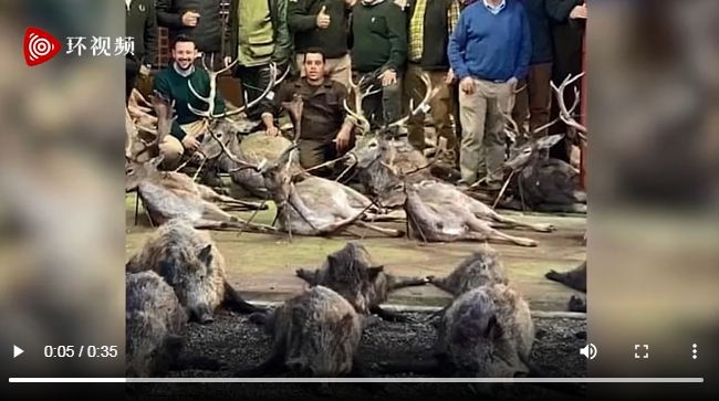 一組540頭野生動物屍體的合照在國外社交媒體上引起轟動。照片中這些鹿和野豬的屍體被擺放整齊，獵人站在其中咧嘴大笑跟戰利品合影。 圖 : 翻攝自環視頻