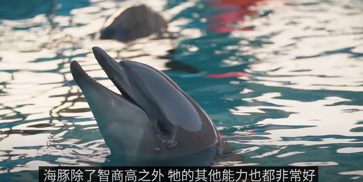 老高與小茉揭秘智商高的動物。 圖：翻攝Youtube／老高與小茉