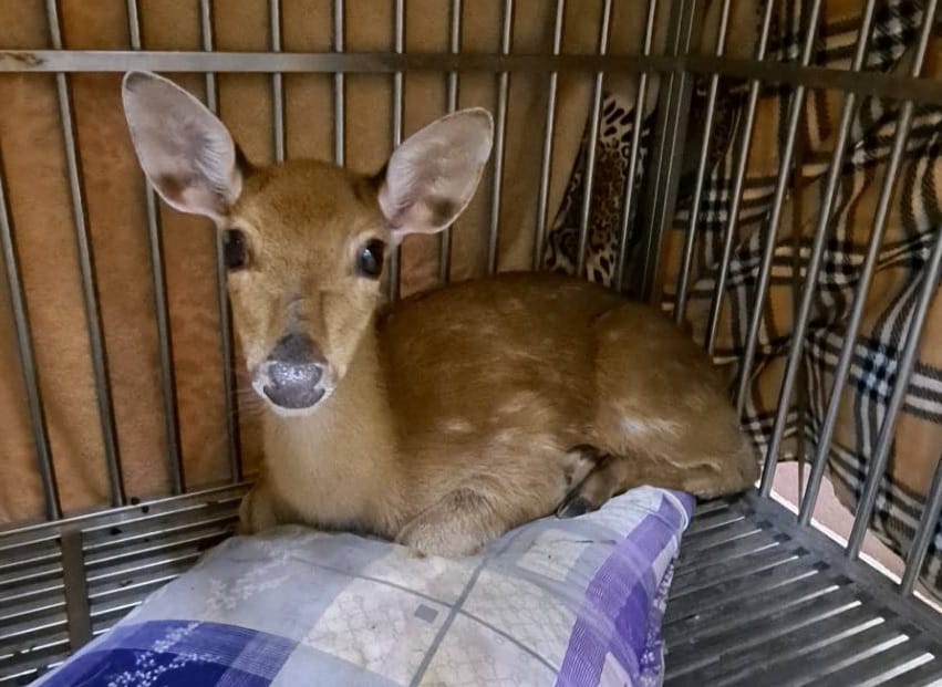 小萌鹿經動物之家照護後活動力恢復正常。  圖：新北市動保處提供
