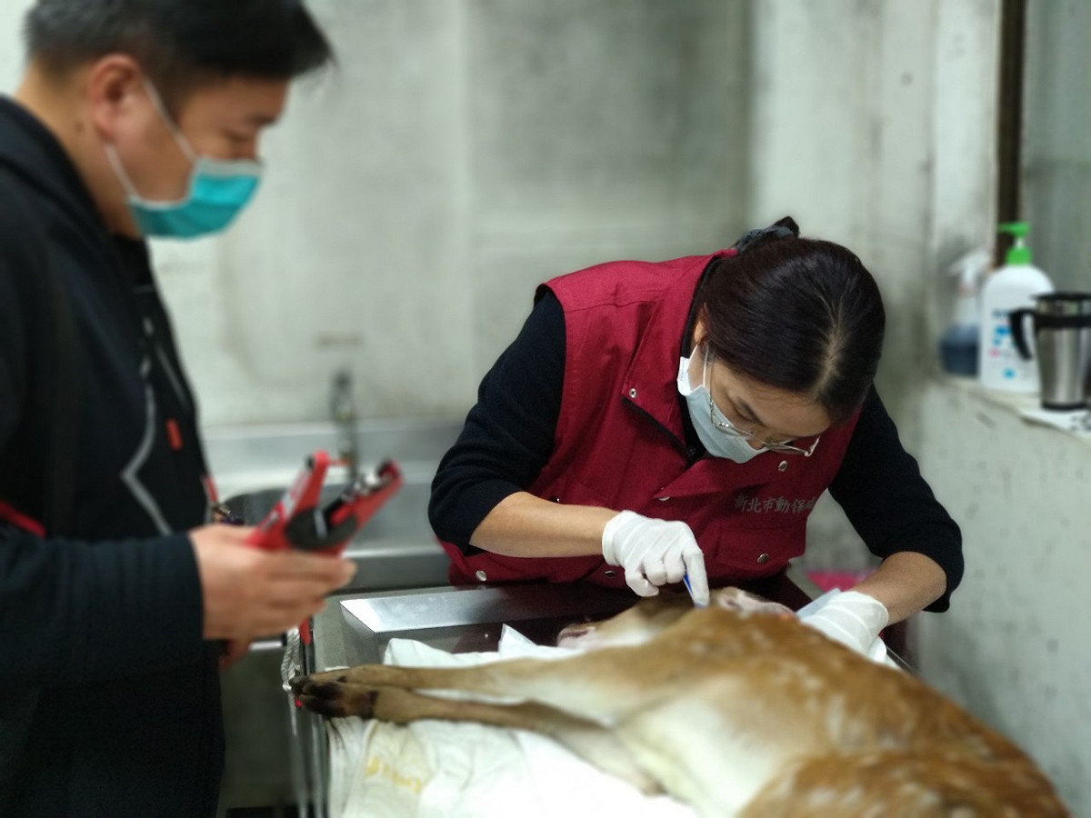 新北市動保處獸醫執行牛結核菌皮內接種檢測。  圖：新北市動保處提供